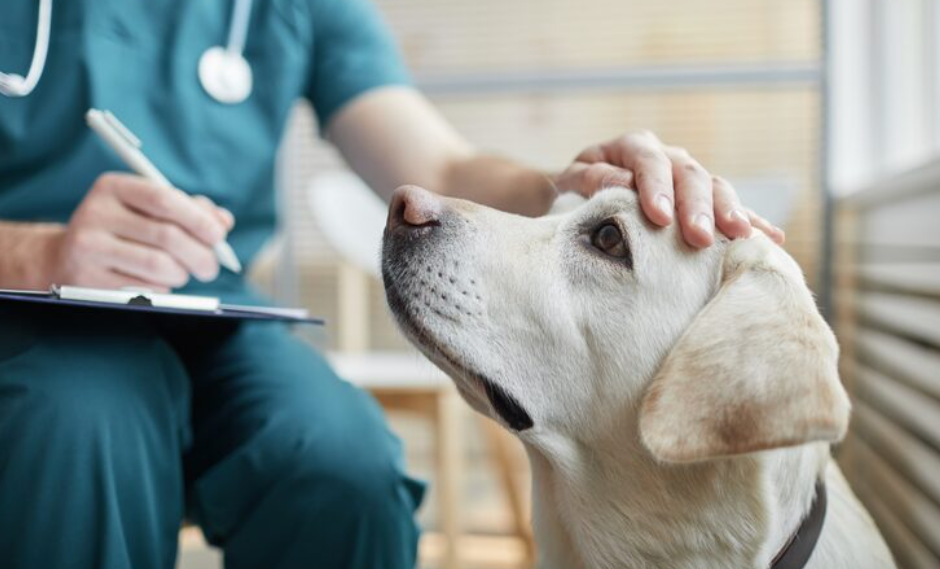 Wichtige Lösungen, die dazu beitragen, die Gesundheit und den Alltag Ihres Haustieres zu verbessern